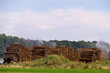 bewässertes Holz 4