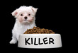 A cute small dog with a large bowl of food