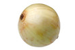 Single onion isolated against white background