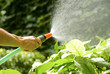 watering the plants with a garden hose