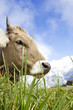 Cow in the Swiss Alps. Cow in the Swiss Alps.
