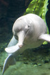 Sweetwater dolphin looking at the camera Sweetwater dolphin looking at the camera