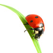 red ladybug on green grass isolated red ladybug on green grass isolated