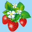 Strawberries Strawberries
