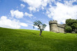 A single olive tree infront of a castle