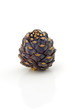 Single cedar cone on white background
