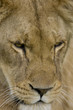 close up of lioness