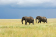 Two elephants running in savannah