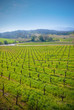 vineyard in Sonoma, California.