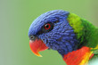 Rainbow Lorikeet Closeup