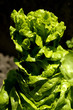 Salat