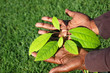 Photo: African growth African growth