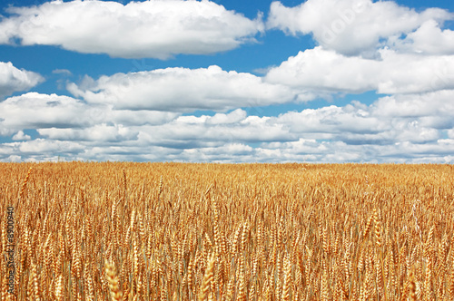 Photo: field of wheal field of wheal