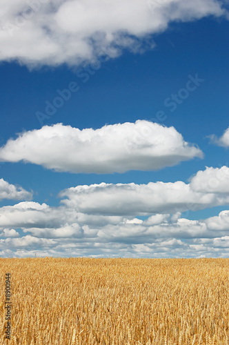 Photo: field of wheal field of wheal