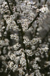 Schlehdorn