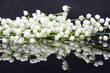 beautiful, fresh lilies of the valley on black beautiful, fresh lilies of the valley on black