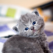 close up of grey kitty