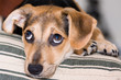 Photo: serious puppy serious puppy