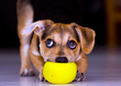 Photo: have to play puppy have to play puppy