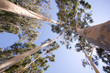 wide view of young trees