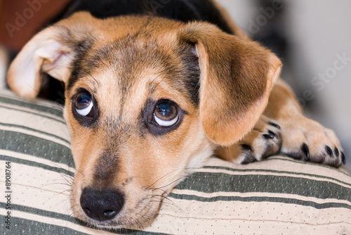 Photo: serious puppy serious puppy