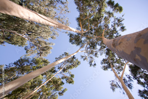 Photo: wide view of young trees wide view of young trees