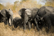 herd of elephants - Kugger - South Africa herd of elephants - Kugger - South Africa