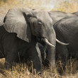herd of elephants - Kugger - South Africa herd of elephants - Kugger - South Africa