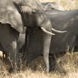 herd of elephants - Kugger - South Africa herd of elephants - Kugger - South Africa