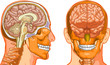 Human Brain