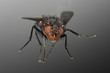 Fliege frontal