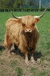 Hamish