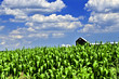 Rural summer landscape with green corn field and a farm Rural summer landscape with green corn field and a farm