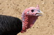 Head of Solitary Turkey Head of Solitary Turkey