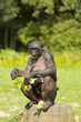 Bonobo monkey sitting and eating with baby chimpansee Bonobo monkey sitting and eating with baby chimpansee