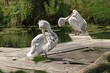 Pélicans frisés