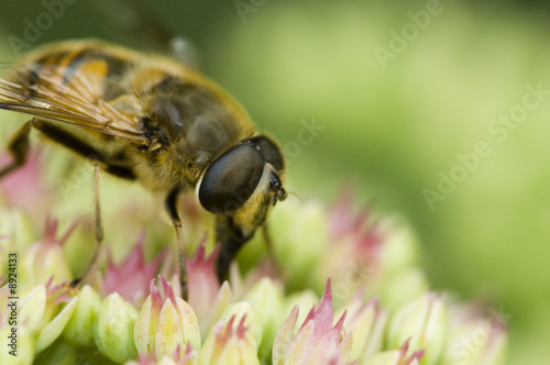 Photo: Little pink flowers with bee and green background Little pink flowers with bee and green background