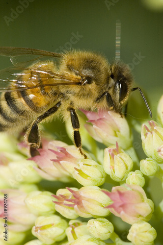 Photo: Bee on a flower in summertime Bee on a flower in summertime