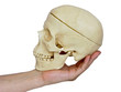 The image of the hand holding a skull The image of the hand holding a skull