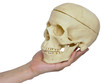 The image of the hand holding a skull The image of the hand holding a skull