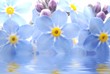 Close-up of blue Forget me not flower reflected in water