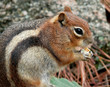 Chipmunk