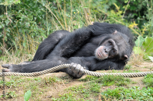 Photo: Chimpanzé Chimpanzé
