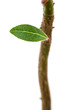 Laurel little green leaf on a young sprout, isolated