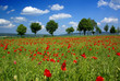 Poppy Field
