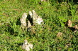 Excroissances de racines, Jardin , Rio de Janeiro, Brésil.