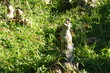 Excroissances de racines, Jardin , Rio de Janeiro, Brésil.