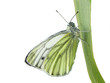 schmetterling