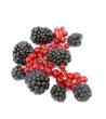 Blackberries and red currant on white background