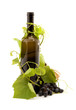 bottle of wine studio isolated